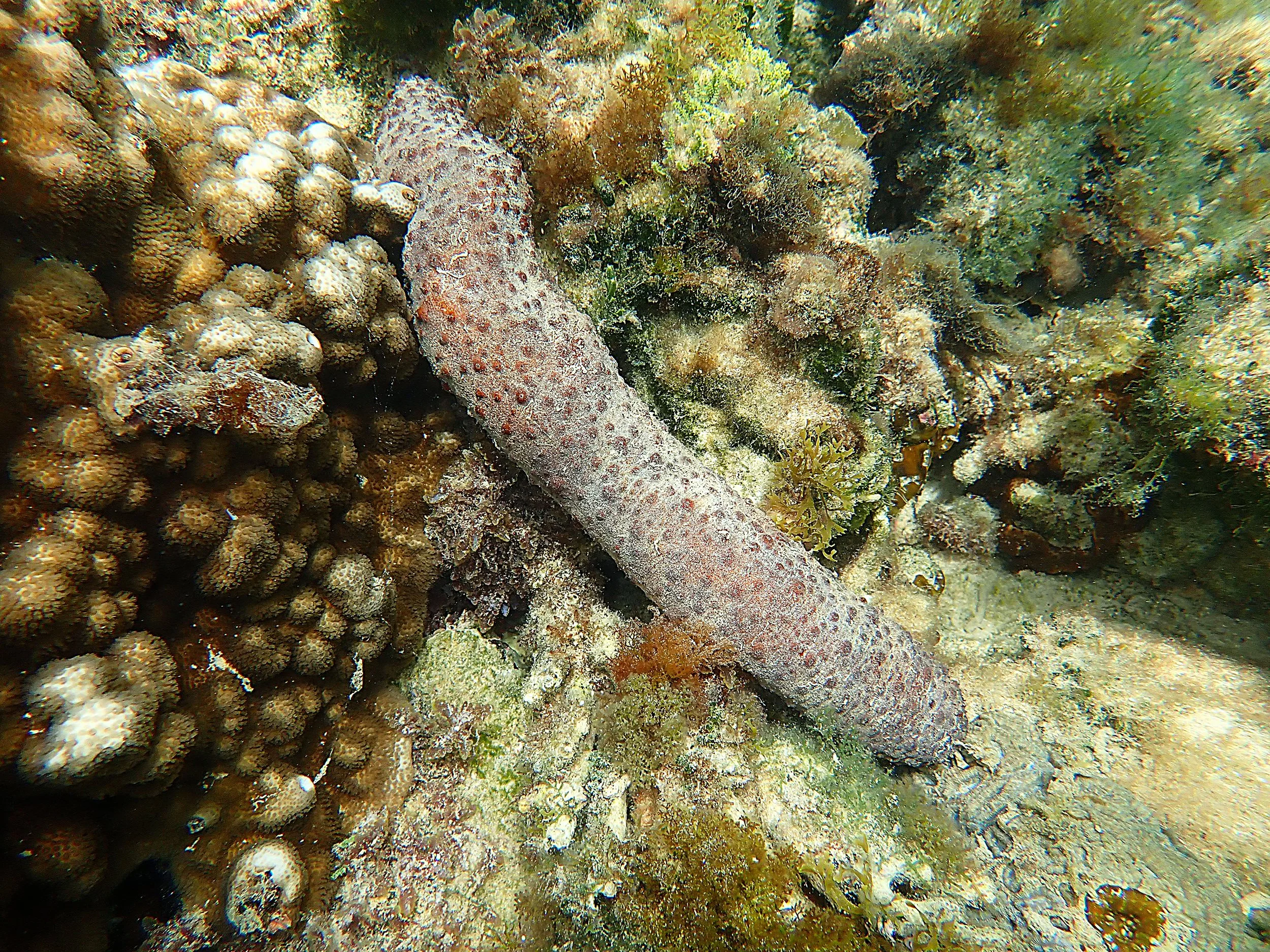 Picture of a sea cucumber deals